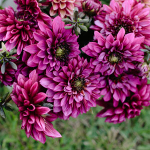 Purple Haze