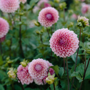 Bracken Rose