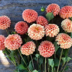 Rose Toscano