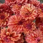 Ferncliff Copper